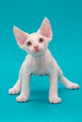   - Mascot Elende