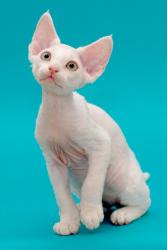  - Mascot Elende